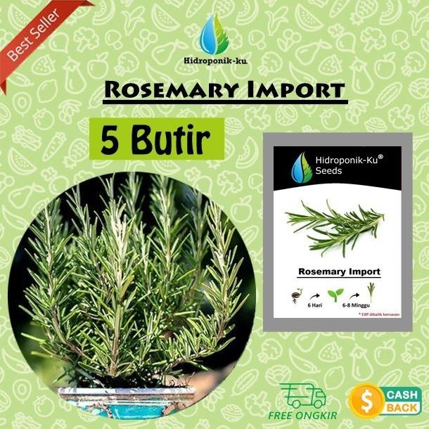 

Terlaris Griyana-Bibit / Benih Rosemary Import (10 Butir) - Hidroponik Ku