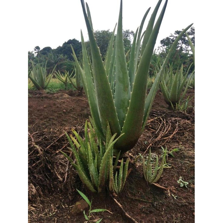

Terlaris Bibit Tanaman Obat Lidah Buaya Jumbo Pontianak Kalimantan