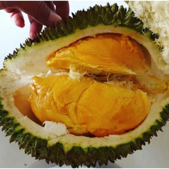 

Terlaris Bibit Durian Super Tembaga Kaki 3 Okulasi