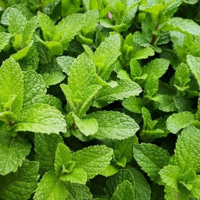 

Terlaris Benih Bibit Daun Common Mint Herbal Tanaman Sayur Herbs Mentol Repack