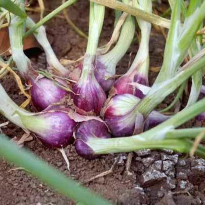 

Terlaris Terlaris!! 100 Biji - Benih Bibit Bawang Merah Loka F1 Unggul -