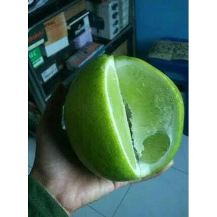 

Terlaris Bibit Tanaman Buah Jeruk Nipis Jumbo Thailand