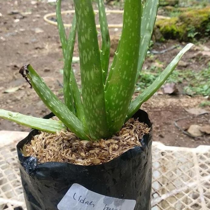 

Terlaris Bibit Tanaman Lidah Buaya Aloevera