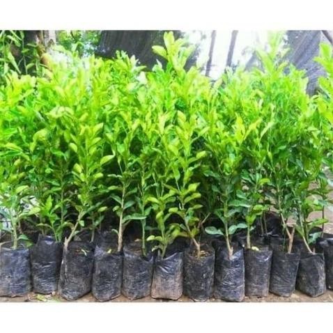 

Terlaris Bibit Tanaman Buah Jeruk Nipis Jumbo Siap Berbuah / Poho Bdthxg 8878Nu