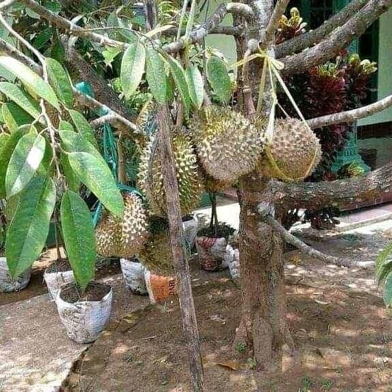 

Terlaris Bibit Durian Petruk Unggul Jbt14