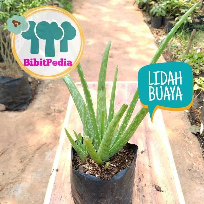 

Terlaris Bibit Tanaman Lidah Buaya Aloevera