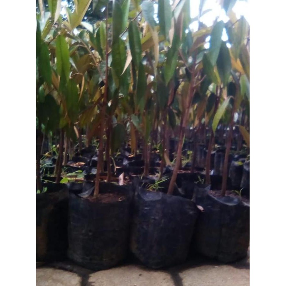 

Terlaris Bibit Durian D24 Unggul - Bibit Durian Okulasi - Bibit Durian Matahari