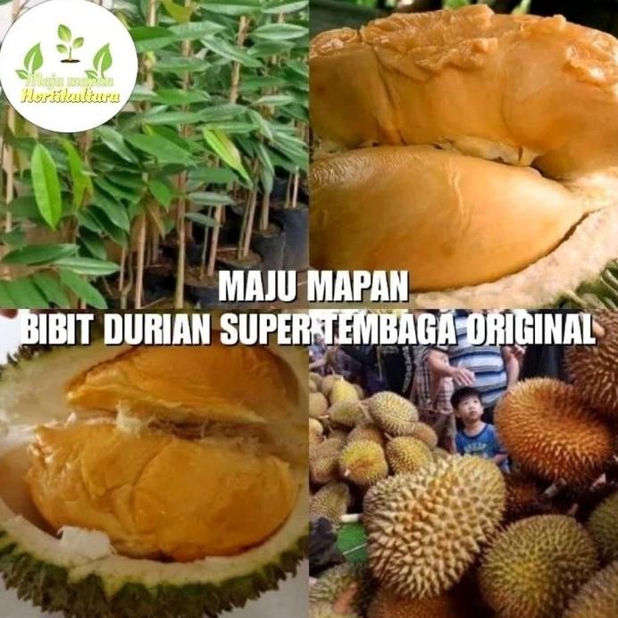 

Terlaris Bibit Durian Super Tembaga (Valid)