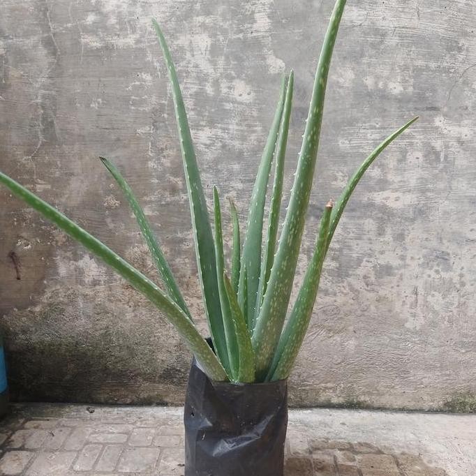 

Terlaris Bibit Lidah Buaya Jumbo