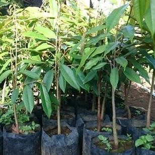 

Terlaris Bibit Durian Duri Hitam Murah Hida Bibit