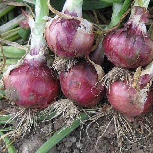

Terlaris Terlaris!! Purie Garden Benih Bibit Bawang Merah 20 Benih Dua Ribuan