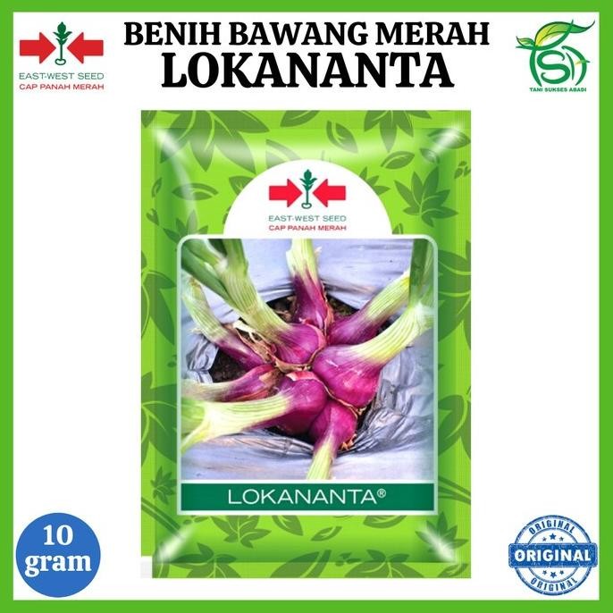 

Terlaris Rediy Benih Bawang Merah Lokananta 10 Gram - Bibit Unggul Cap Panah Merah