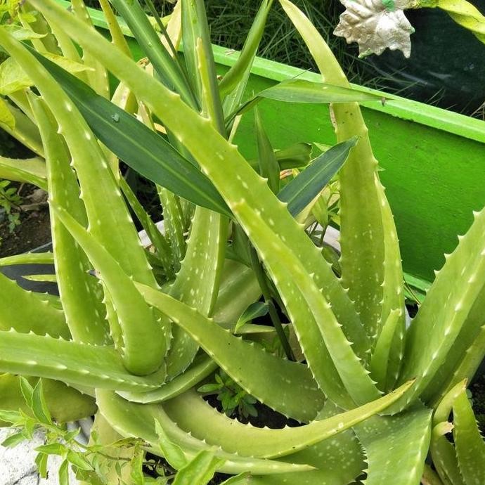 

Terlaris Bibit Lidah Buaya / Aloevera