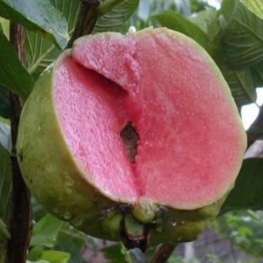 

Terlaris Bibit Tanaman Buah Jambu Kristal Sukun Merah Berkualitas