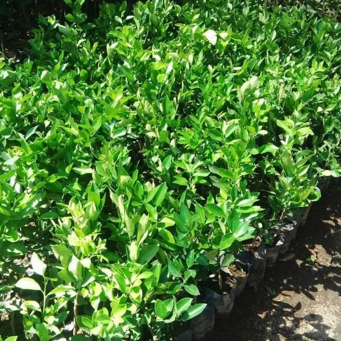 Terlaris Bibit Tanaman Jeruk Nipis Jumbo Tanpa Biji - Okulasi - Laris