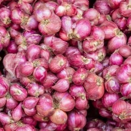 

Terlaris 100 Biji - Benih Bibit Bawang Merah Sanran F1 Unggul