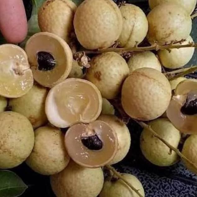

Terlaris Bibit Tanaman Kelengkeng Aroma Durian