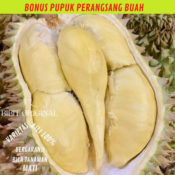 

Terlaris Bibit Durian Bawor Kaki 3 Super Tinggi 1.5 Meter
