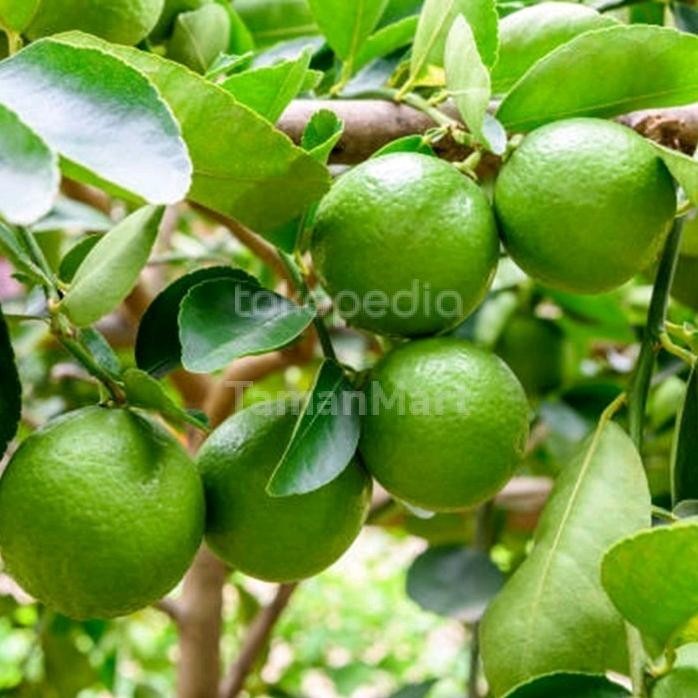 

Terlaris Bibit Jeruk Nipis Manis Tanaman Buah A1 Pohon Murah Aa88