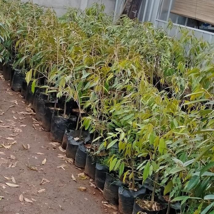 

Terlaris Bibit Pohon Durian Kaki 1 - Musangking/Bawor/Montong/Durihitam