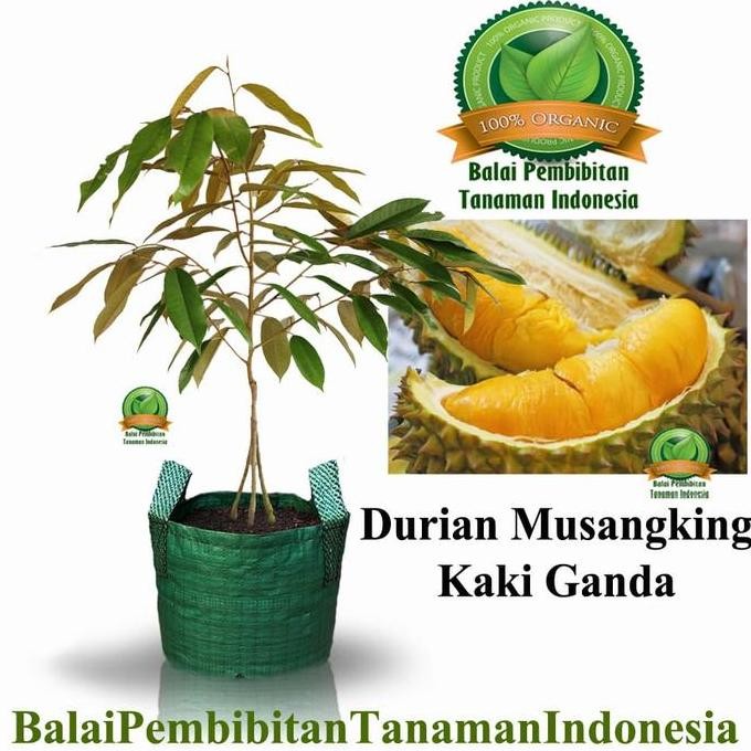 

Terlaris Bibit Durian Musangking Kaki 3 / Bibit Buah / Tanaman