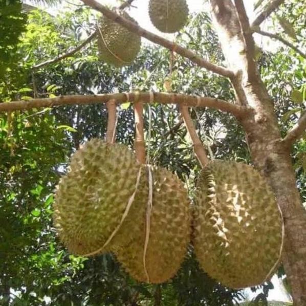 

Terlaris Bibit Durian Bawor Kaki 3 Tinggi 1 Meter