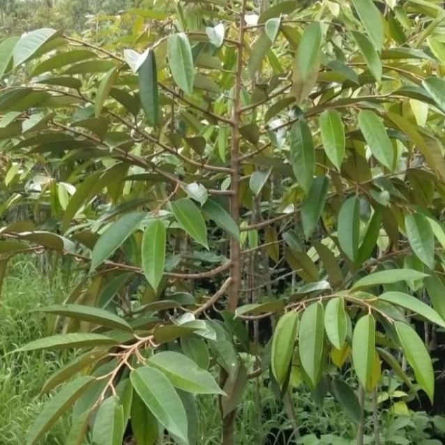 

Terlaris 1 Paket Bibit Durian Musang King,Bawor, Duripucuk Hitam
