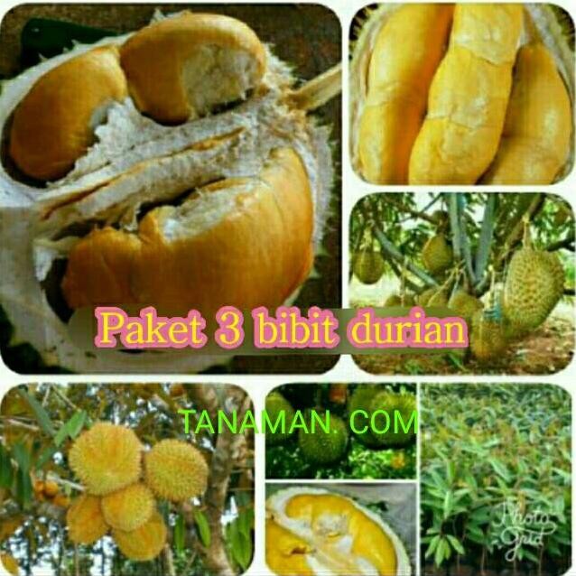 

Terlaris Bibit Durian 3 Paket. Montong. Musangking. Bawor