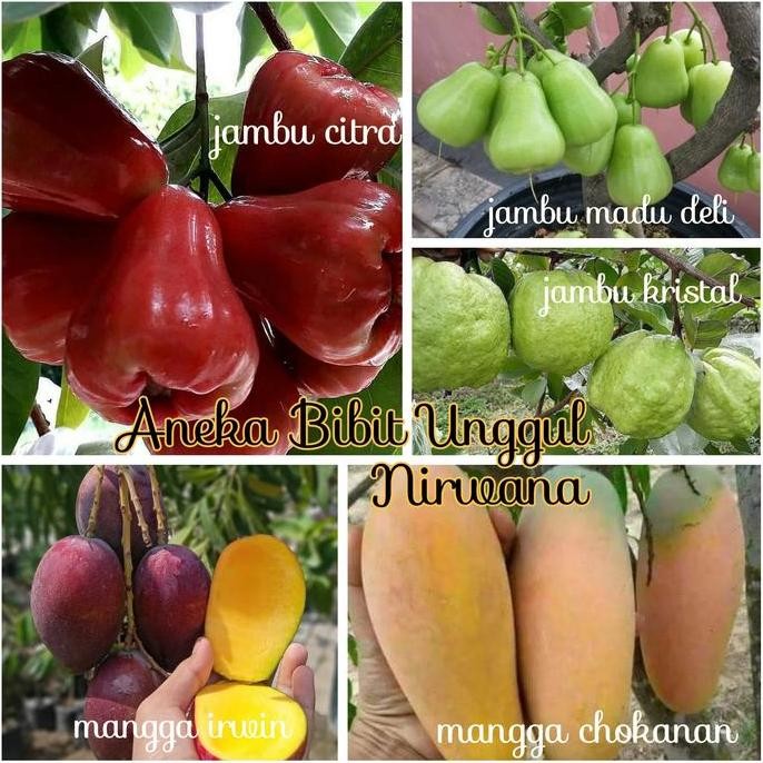 

Terlaris Paket 5 Bibit - Bibit Jambu Madu Deli - Mangga Irwin Chokanan