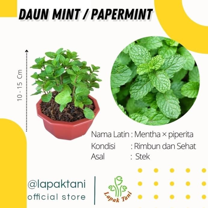 

Terlaris Bibit Tanaman Daun Mint - Tanaman Untuk Infuse Water - Papermin