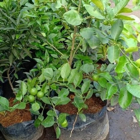 

Terlaris Tanaman Jeruk Nipis Rimbun / Pohon Jeruk Nipis Sudah Berbuah Bibit Tanaman Super Unggul Https://Www.Bigseller.Com/Web/Listing/Tokopedia/Index.HtmBsstatus=1