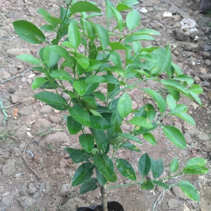 

Terlaris Bibit Tanaman Buah Jeruk Nipis Pohon Buah Jeruk Nipis Tos