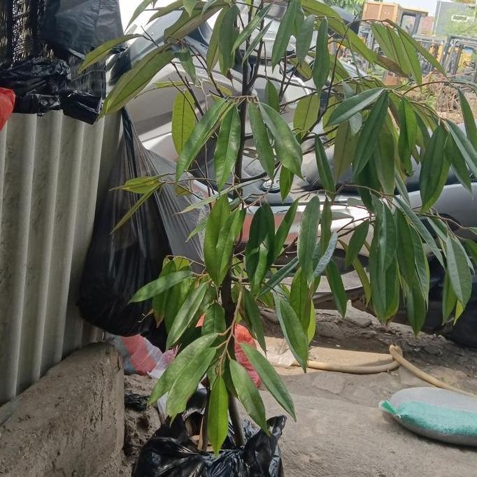 

Terlaris Bibit Pohon Durian Musangking Kaki 3