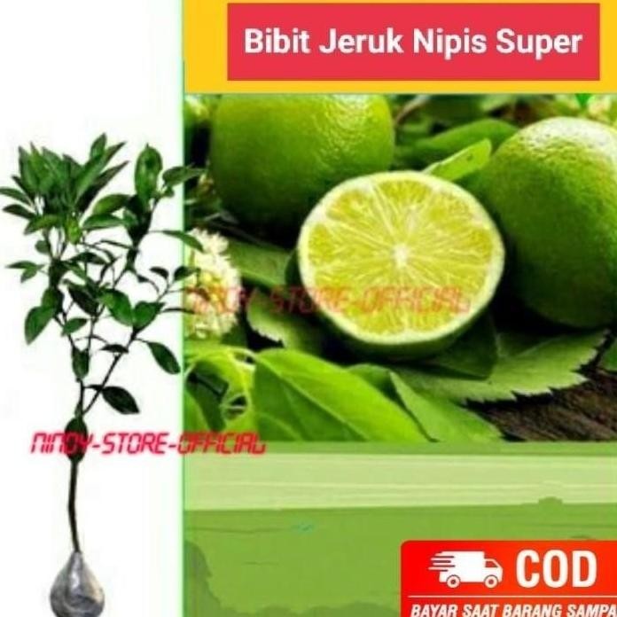 

Terlaris Sudah Berbuah Bibit Tanaman Buah Jeruk Nipis Super Okulasi Topp