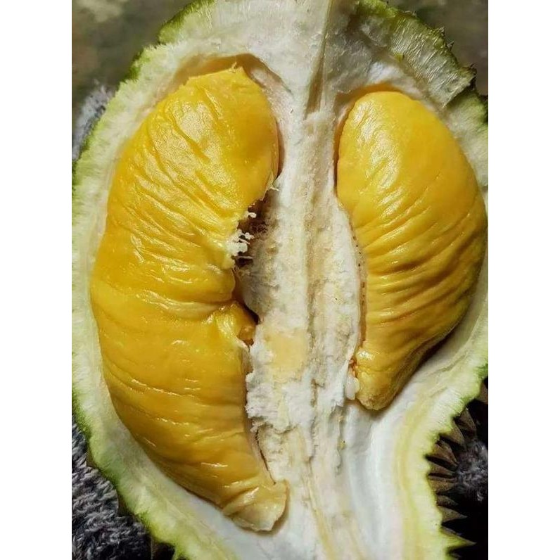 

Terlaris Bibit Tanaman Buah Durian Musangking Kaki 3 Super