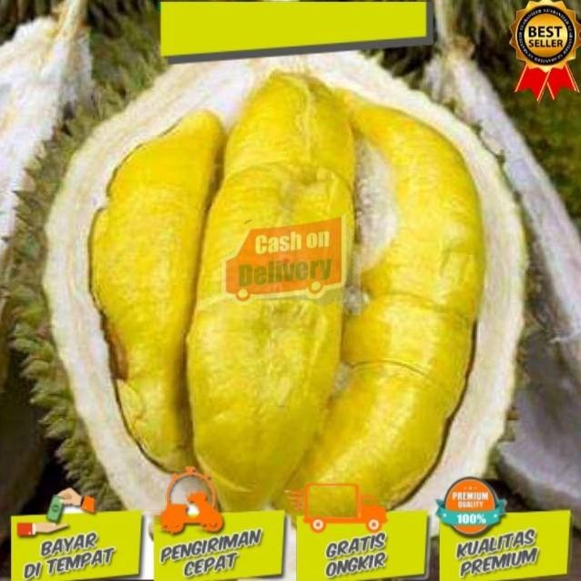 

Terlaris Bibit Durian Montong Super
