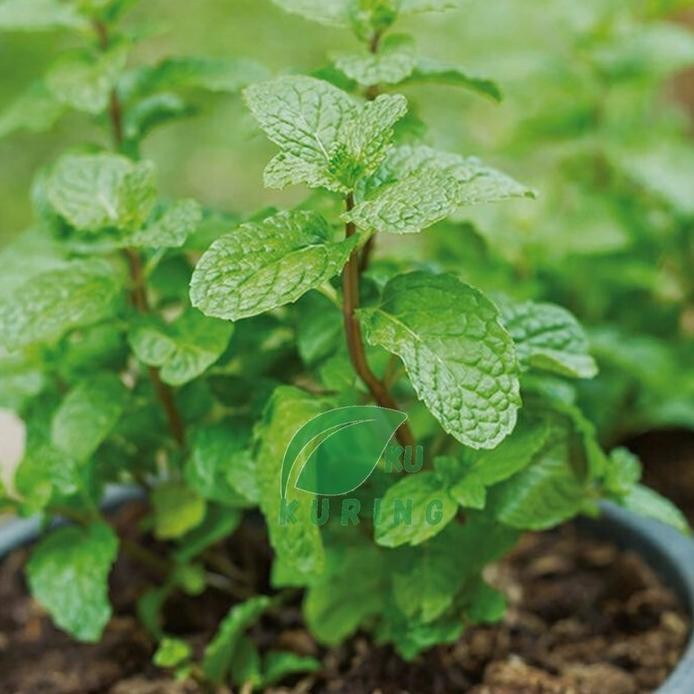 

Terlaris Bibit Tanaman Daun Mint Herbal