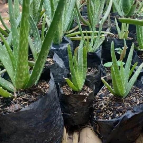 

Terlaris Bibit Tanaman Lidah Buaya