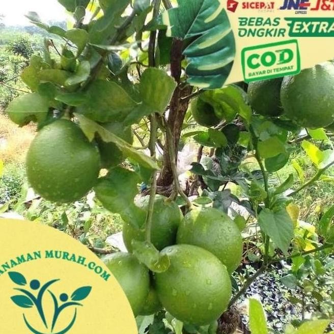

Terlaris Bibit Jeruk Nipis Bibit Jeruk Nipis Orinal Flora Pohon Jeruk Az