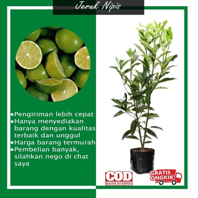 

Terlaris Terlaris Bibit Tanaman Buah Jeruk Nipis Siap Berbuah