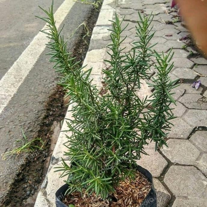 

Terlaris Bibit Tanaman Hias Rosemary