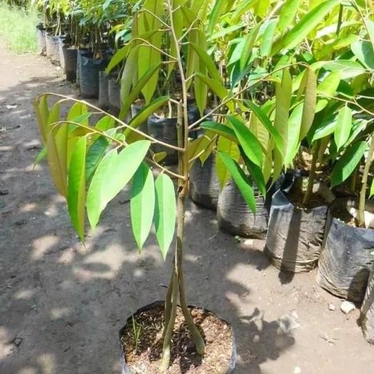 

Terlaris Bibit Durian Gundul Kaki 3 Hasil Okulasi Cepat Berbuah