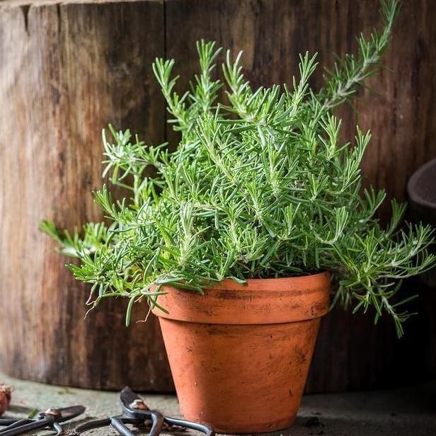 

Terlaris 2 Bibit Rosemary Herb Benih Tanaman Herbal Bunga Rosmarinus Officinalis Import Super Berkualitas