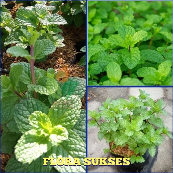 

Terlaris Bibit Tanaman Daun Mint Bibit Mint Pohon Mint