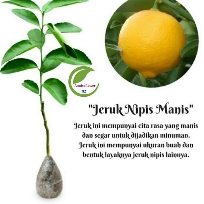 

Terlaris Bibit Unggul Tanaman Buah Jeruk Nipis /Pohon Jeruk Nipis Premium
