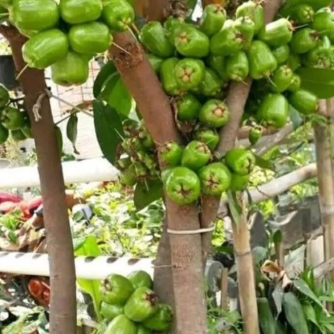 

Terlaris Bibit Tanaman Buah Jambu Air Kiojok Super H0Ore Mmy