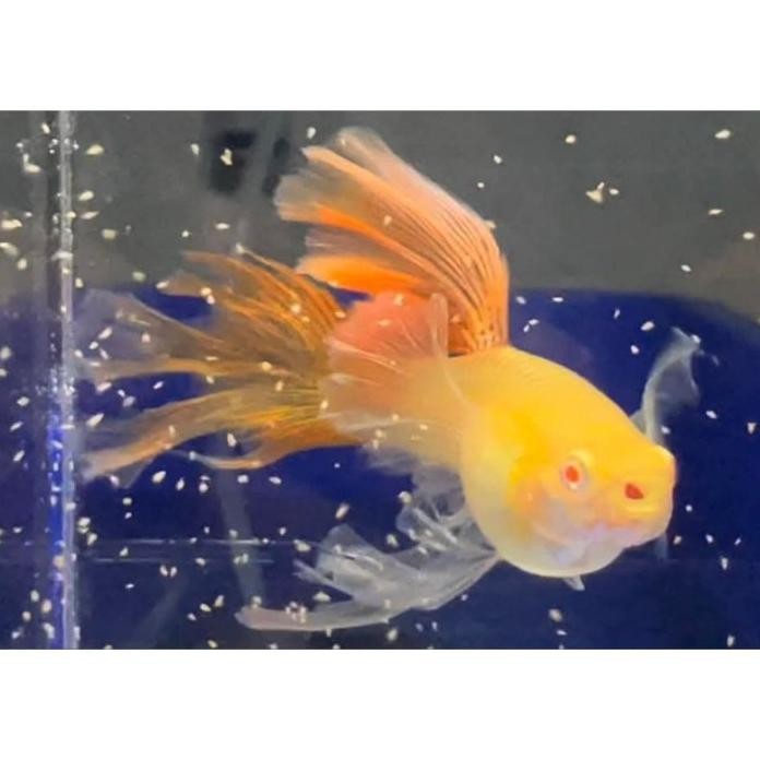 Terlaris Hiasan Aquarium Vvip Guppy Swallow Ribbon Albino Red Lace Line Vietnam