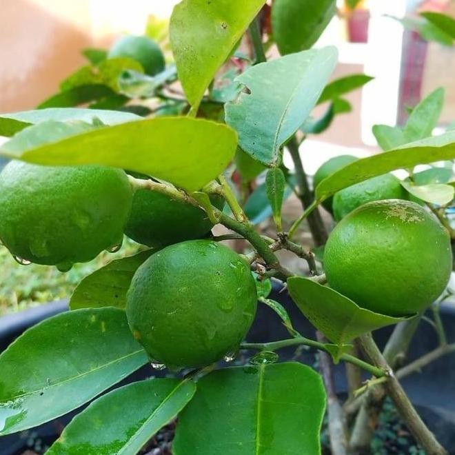 

Terlaris Tanaman Bibit Buah Jeruk Nipis / Jeruk Pecel Cangkok Cepat Berbuah Az