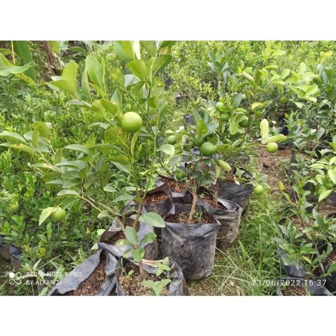 

Terlaris Bibit Jeruk Nipis Berbuah