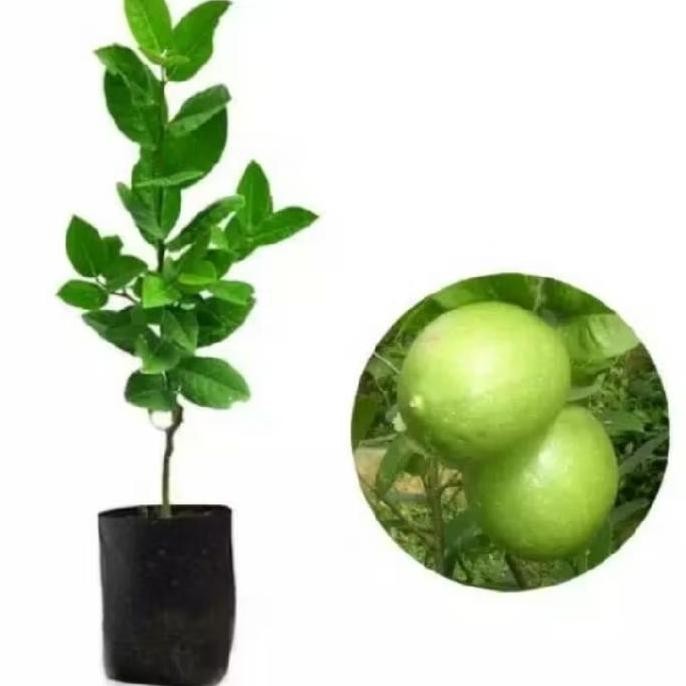 

Terlaris Bibit Pohon Jeruk Nipis/Jeruk Nipis/Tanaman Jeruk Nipis
